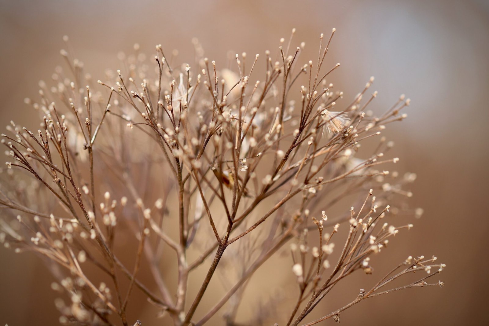 How Plants Talk to Each Other (and Warn of Danger)