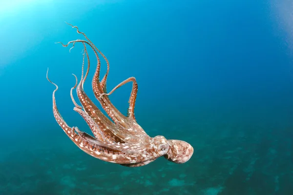 How Octopuses Outsmart Scientists Again and Again