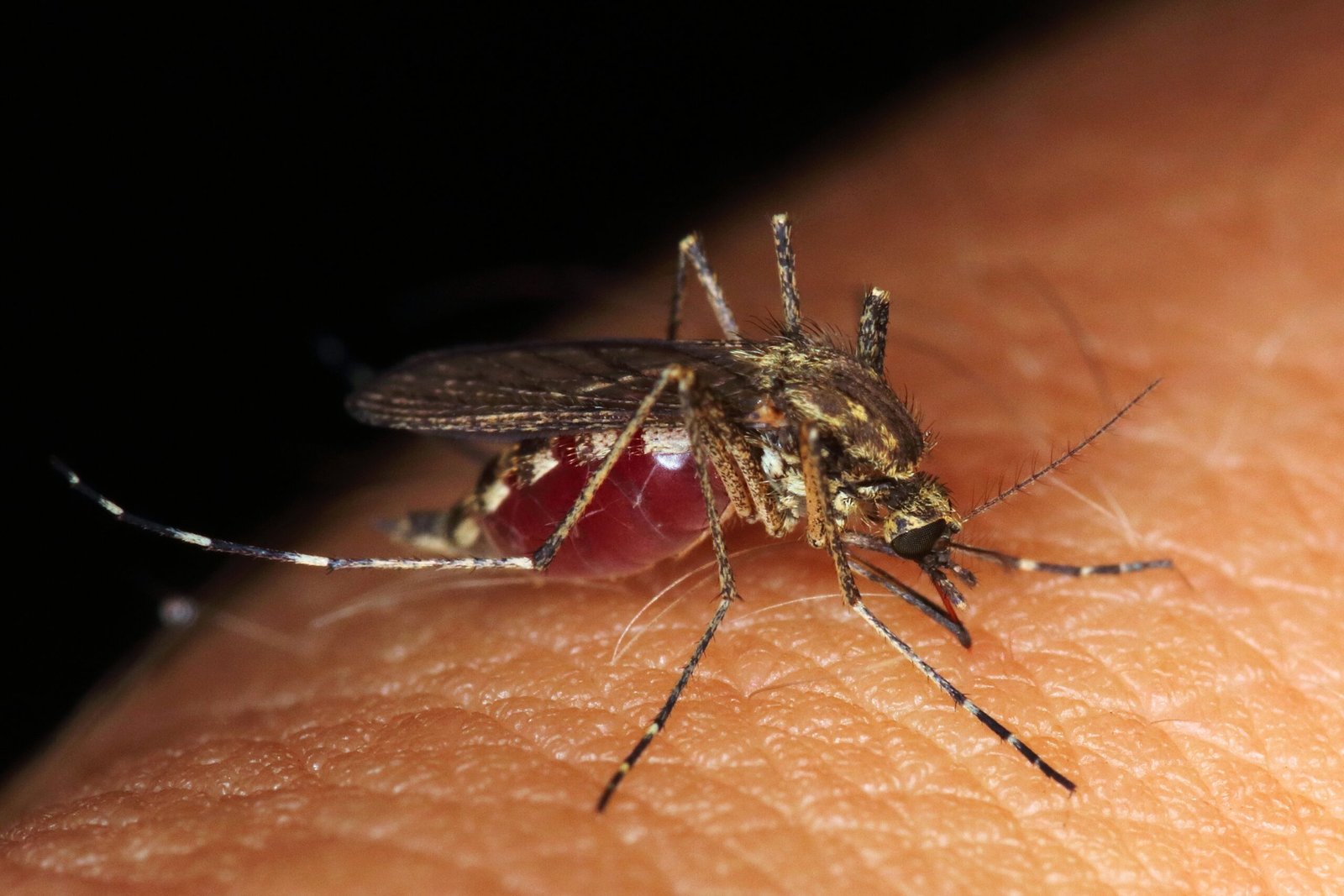 Never Get Bitten Again: The Truth About Mosquito Immunity