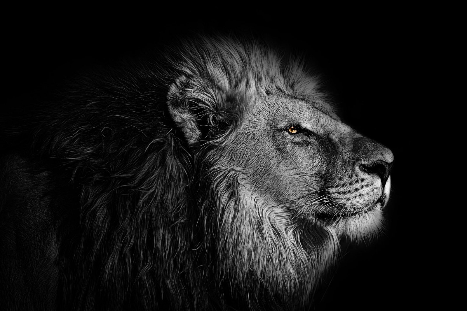 The Shocking Truth About Simba You’ll Never See